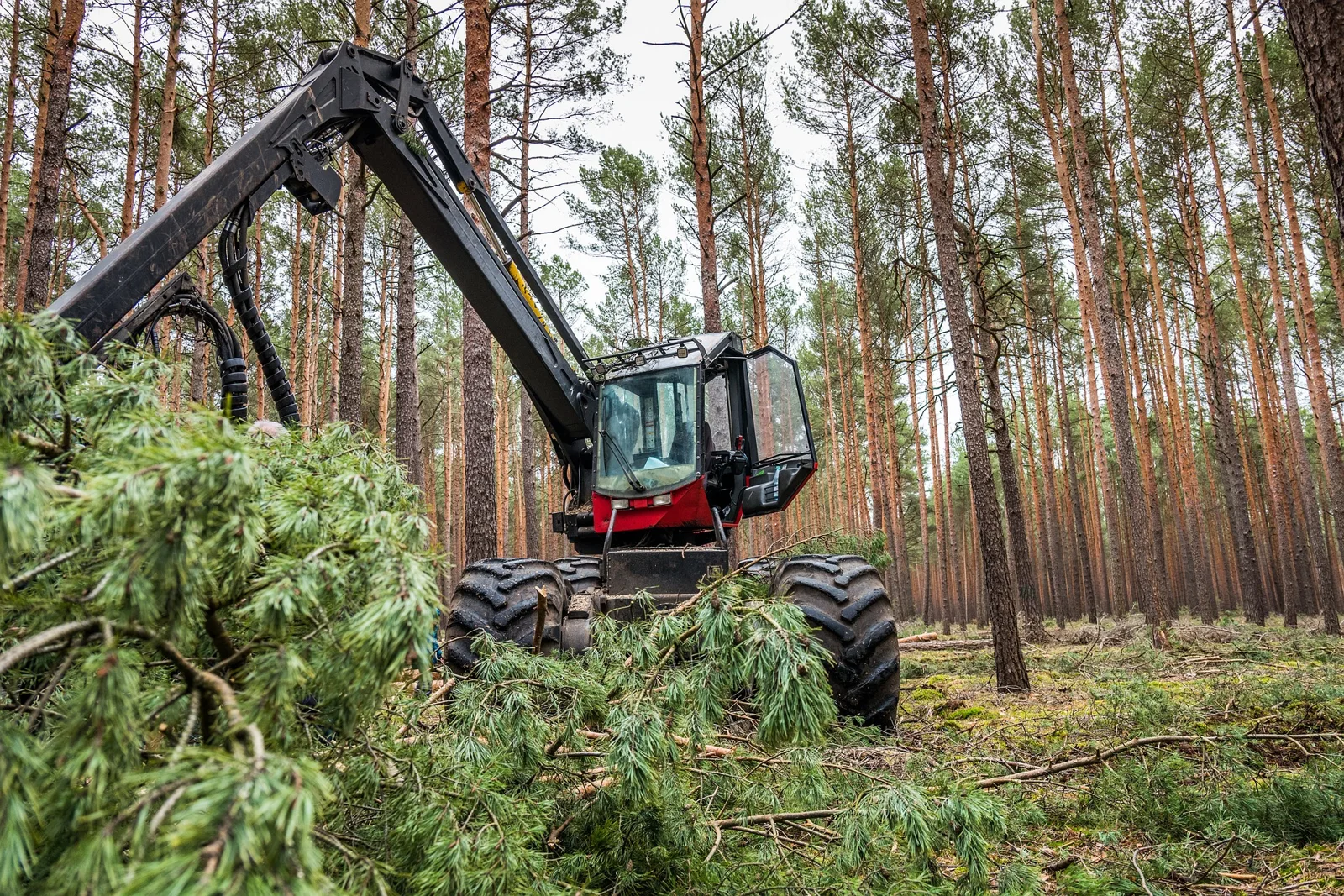 Skogsmaskin i arbete bland träd